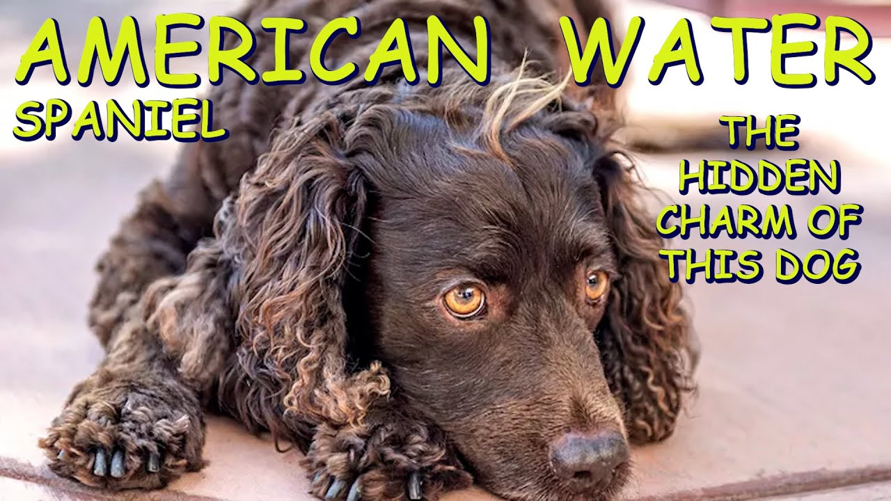 AMERICAN WATER SPANIEL - ORIGINS, PHYSICAL APPEARANCE, TRAINING, NUTRITION OF A HUNTING DOG.