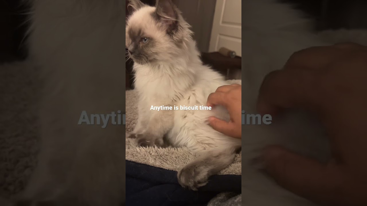 Things you should know before getting a Ragdoll Cat 🤣 #shorts #youtubeshorts #cat