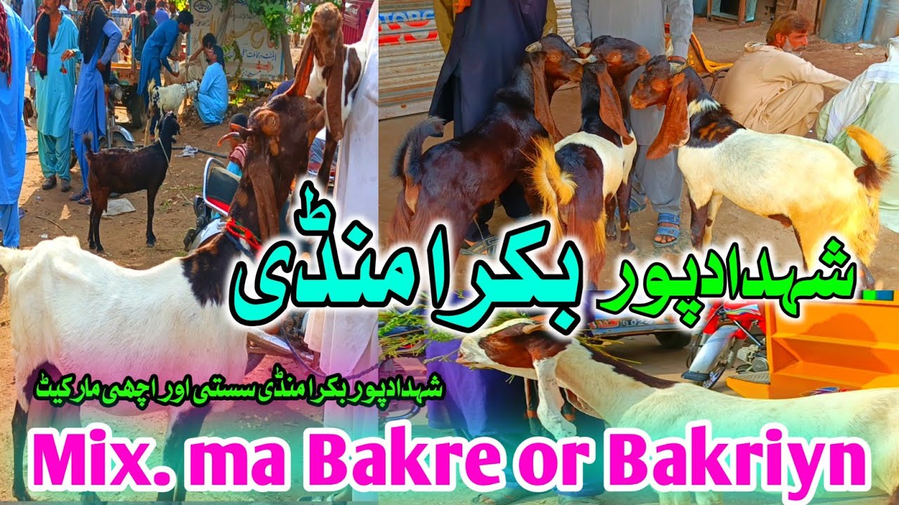 Best Qurbani Goats in Shahdadpur Bakra Mandi 🐐 Baby Goats & Mix Breeds