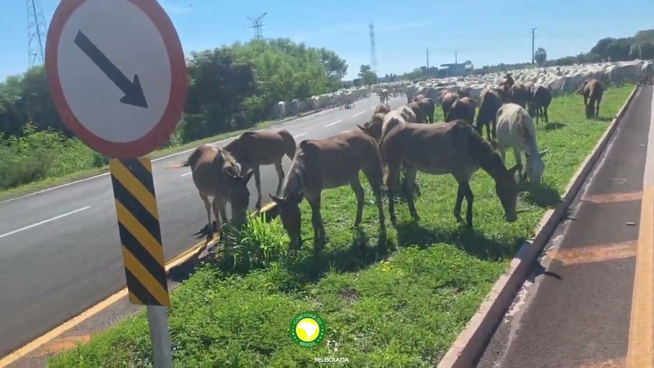 Comitiva JL rompendo Pantanal do Nabileque que Deus Abençoe a Todos os Pantaneiros🙏#msboiada🇧🇷 