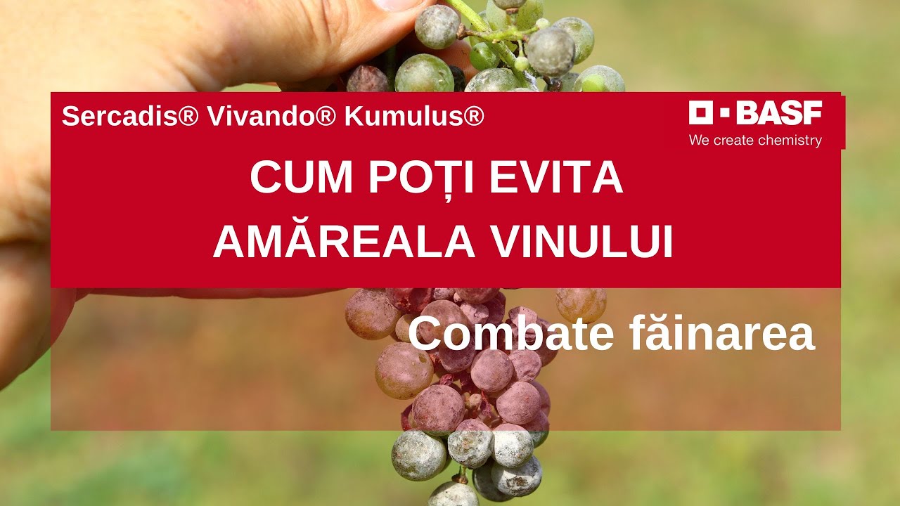 Amareala Vinului | Cauza FAINARII: 3 Fungicide Inovatoare
