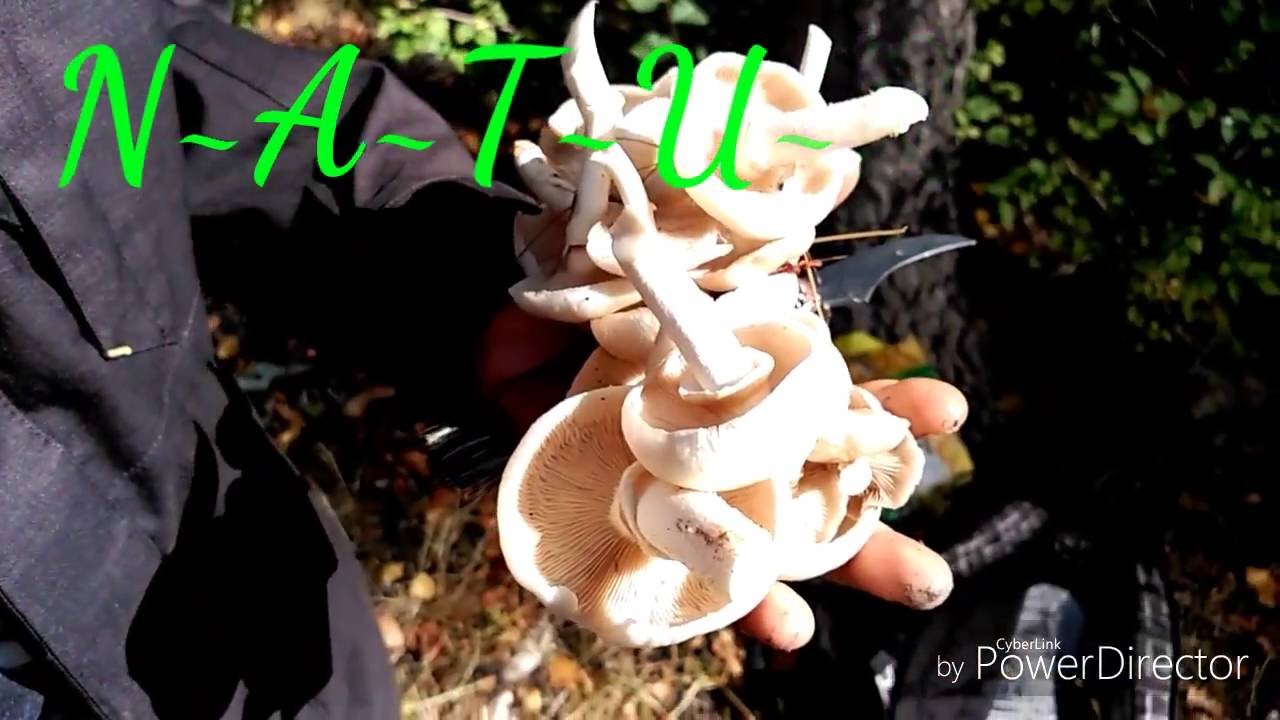 &iquest;Como recolectar setas? : 4 pasos (cortar , tapar , esporear y seleccionar) Agrocybe aegerita