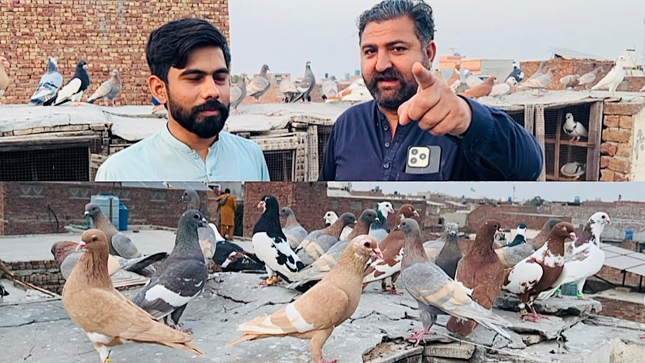Today new entry ❤️🥰 fighter 40 kabuter le ye ha #pigeon #pigeonlaver #bird #kabootar #pegionsvideos 