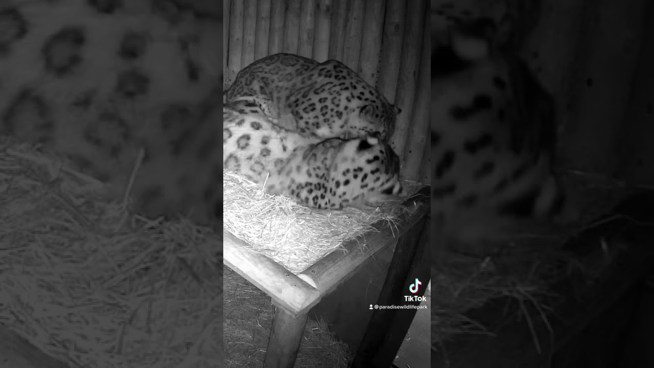 When your partner wants to be the little spoon! 😍💤 #snowleopard