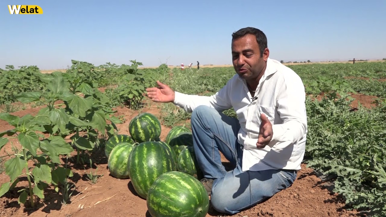 روجآفا: انطلاق موسم جني البطيخ الاحمر 🍉🍉بريف مدينة عامودا😋