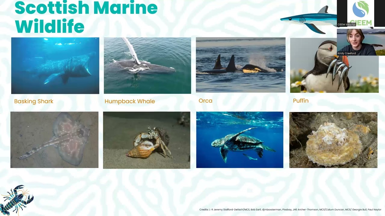 Protecting Scotland's Seas