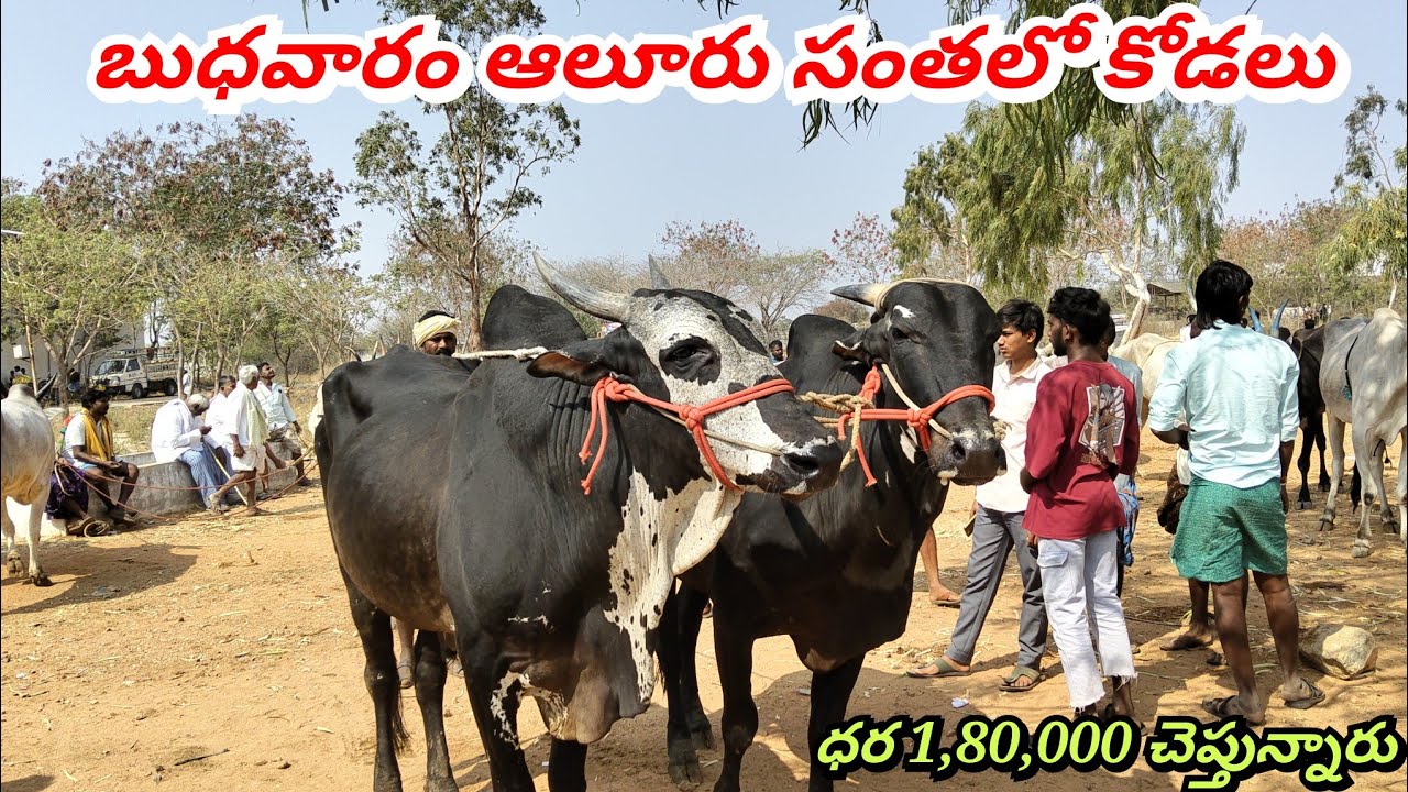 బుధవారం ఆలూరు ఎద్దుల సంతలో కోడలు ఏ విధంగా ఉన్నాయో చూడండి ఫ్రెండ్స్ ప్లీజ్ సబ్స్క్రయిబ్ లైక్