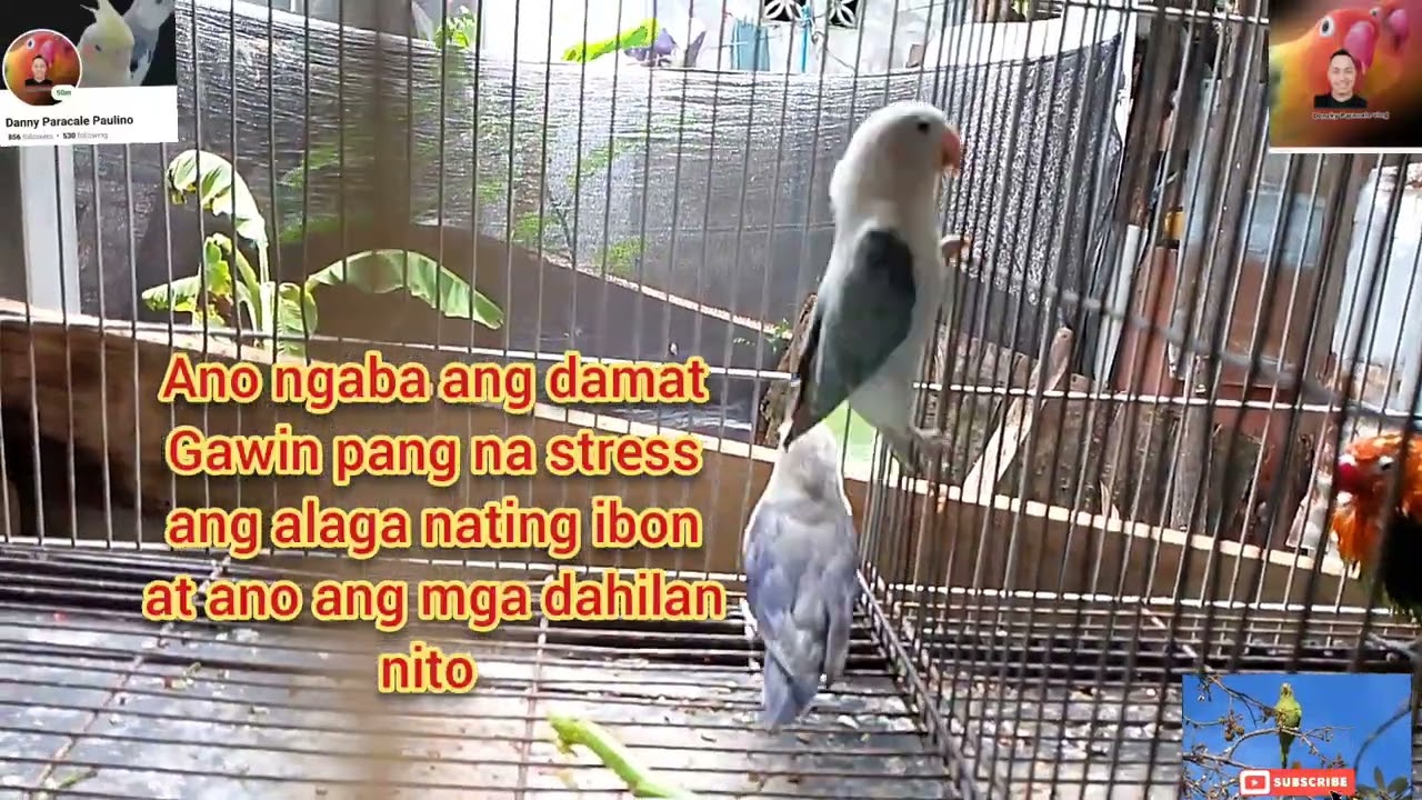 ANO ANG DAPAT GAWIN PAG NA stress ANG IBON NATIN @DenzkyAVIARY