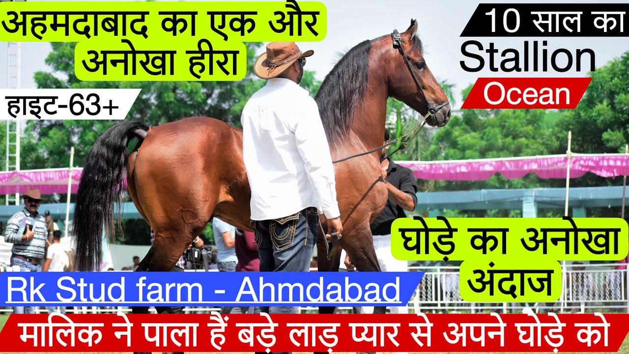 अहमदाबाद का एक और अनमोल हीरा मालिक ने पाला है बड़े लाड प्यार से Stallion Ocean को ! (9426667274)