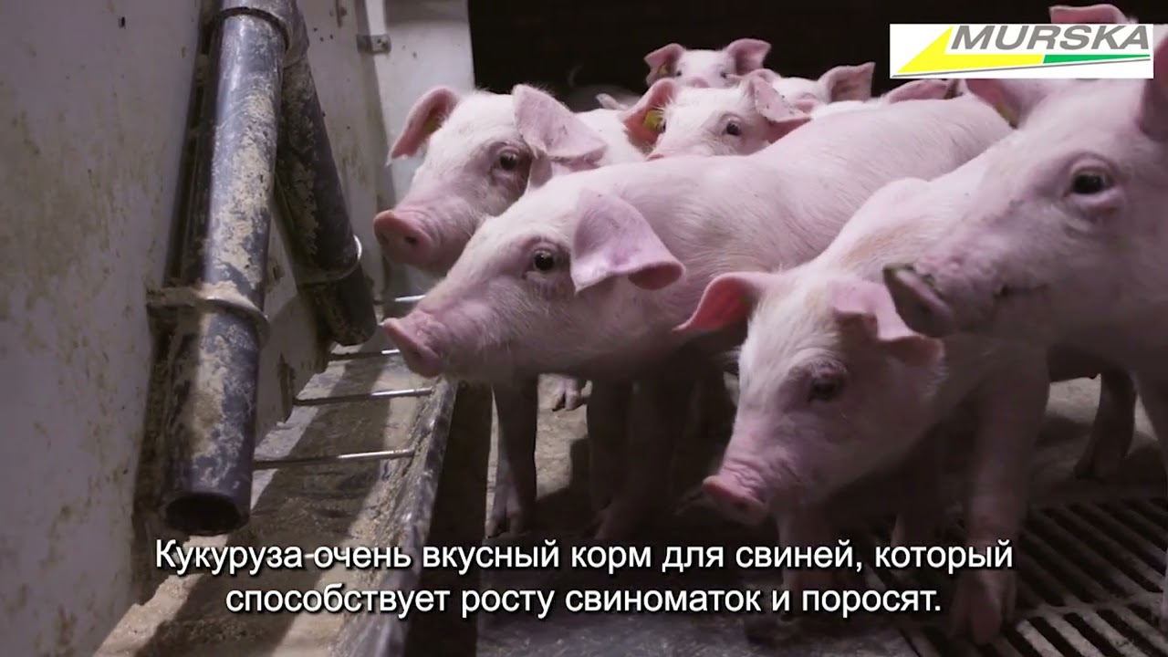 Мурска 2000 года в Дании, на свиноферме.