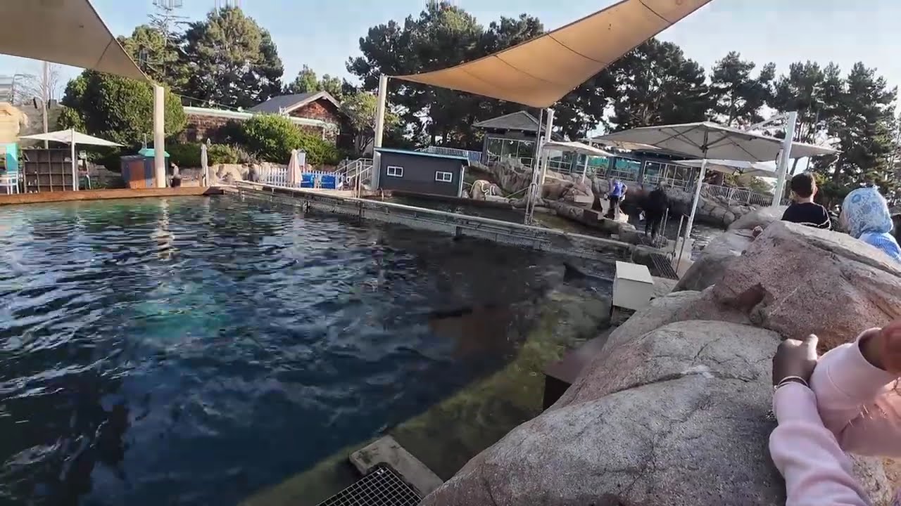 MY first time to Sea world San Diego 