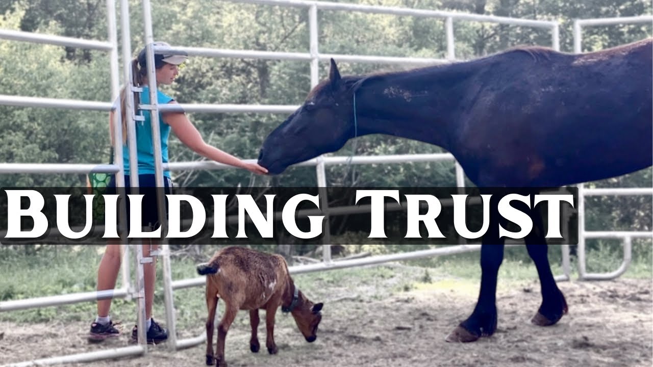 Building trust with a mustang // She now has a name!