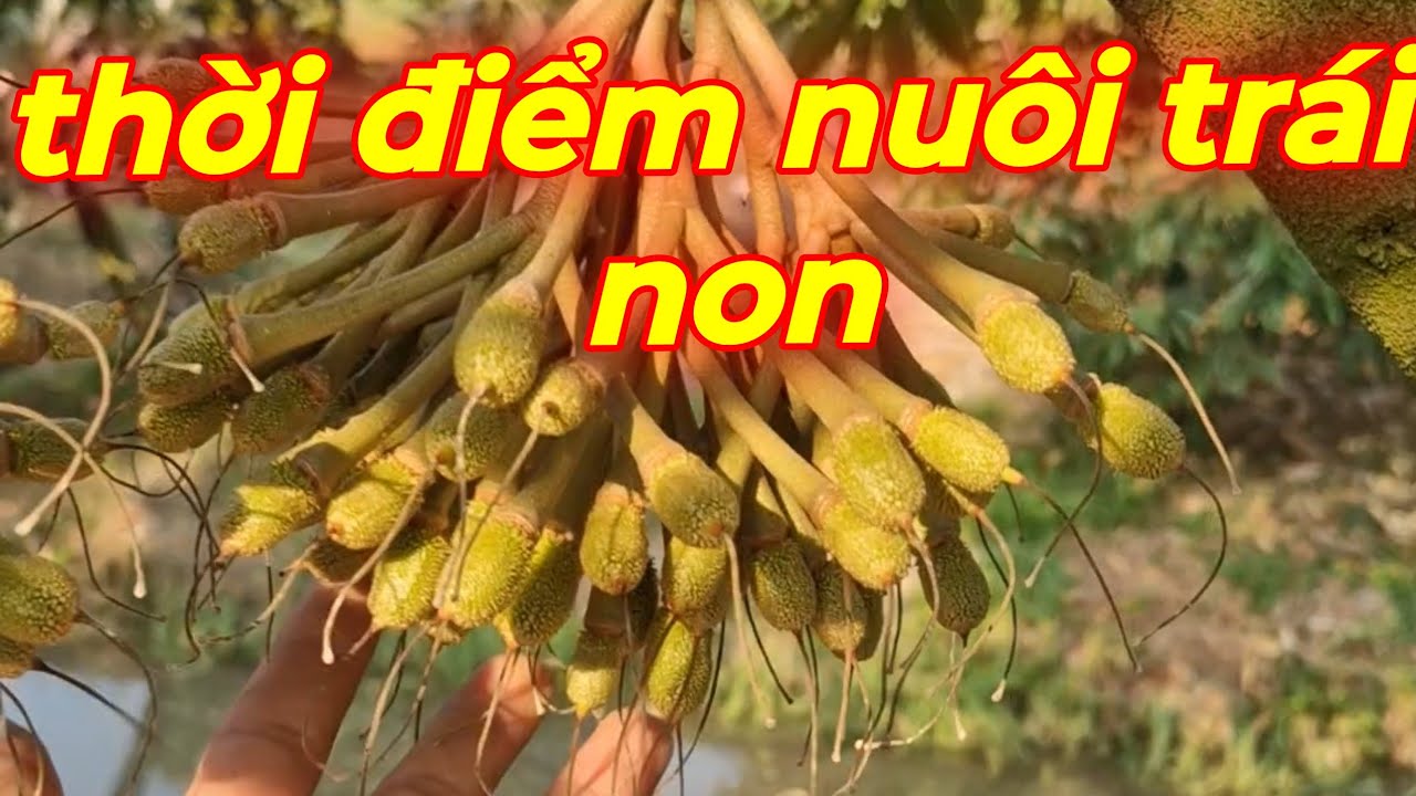 Quy trình nuôi trái non sau xổ nhụy kt 0766411999/0766422999