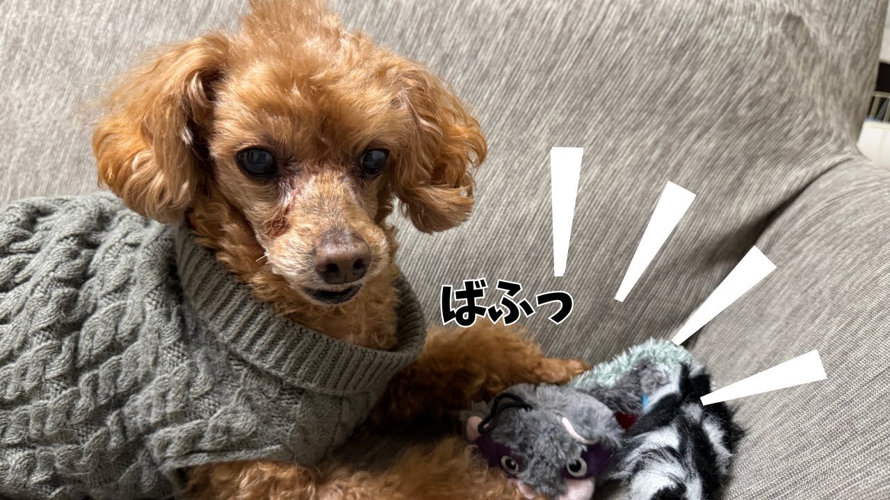 【悲報】誕プレたぬきを食べる13歳のモヒカントイプー