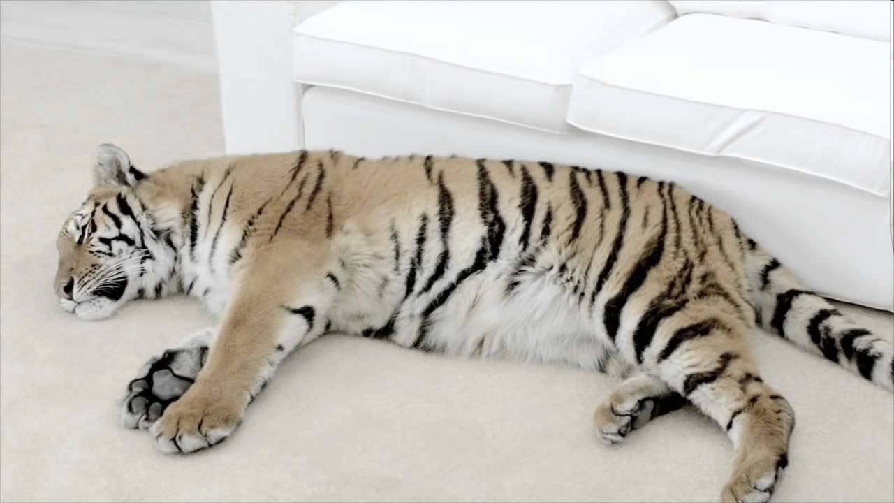 Bosch und der Tiger Test