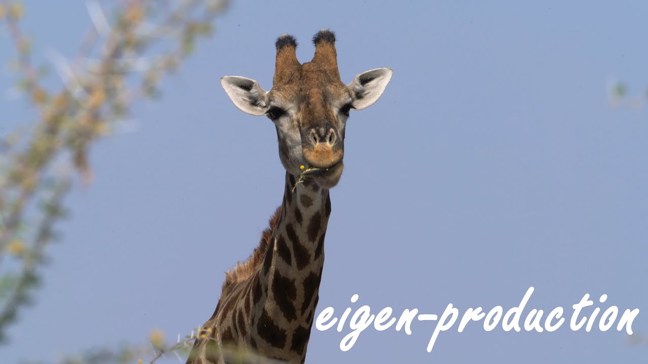 Namibia - Etosha Nationalpark Teil 3 vom Okaukuejo Camp raus aus dem Park zu Onguma Tamboti Campsite