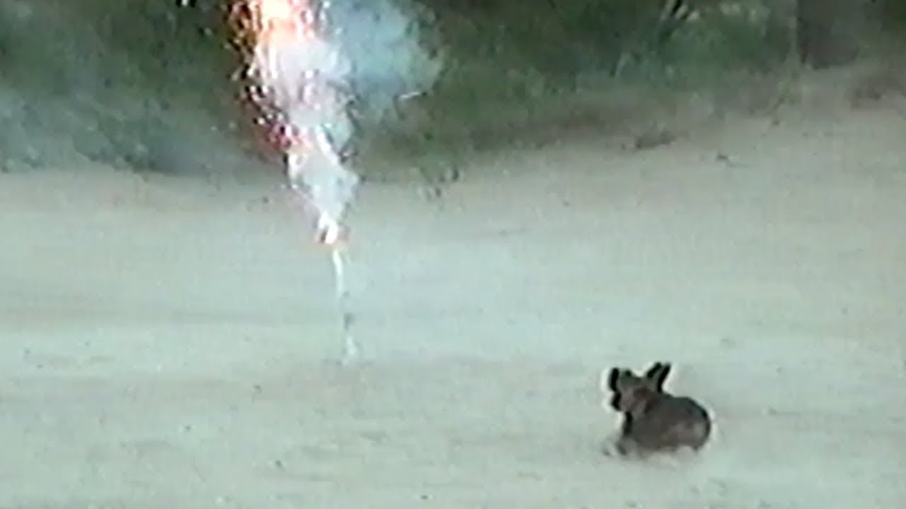 Dachshund Playing With A Roman Candle Firecracker
