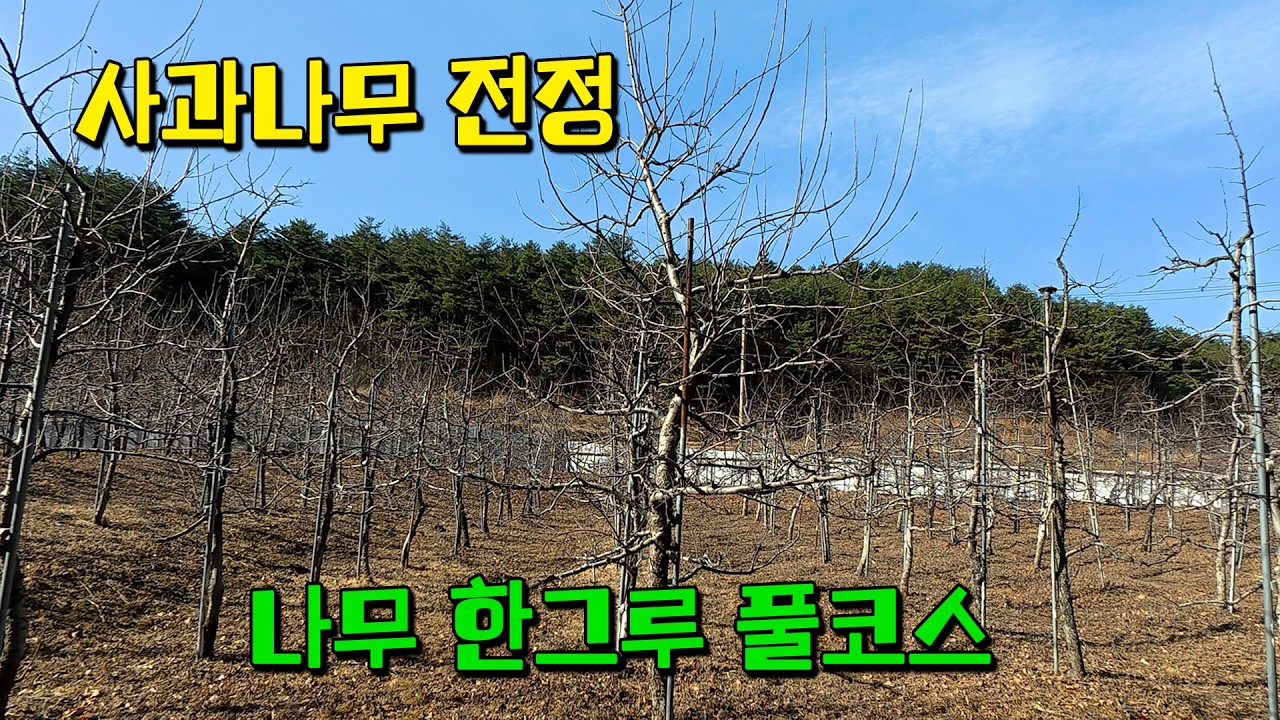 사과나무 전정 처음부터 끝까지 보여드릴게요 [용감한머슴 Ep.57]