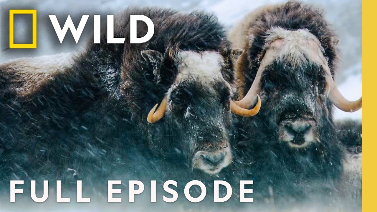 Winter Wonderland (Full Episode) | America's National Parks Compilation | Nat Geo Animals