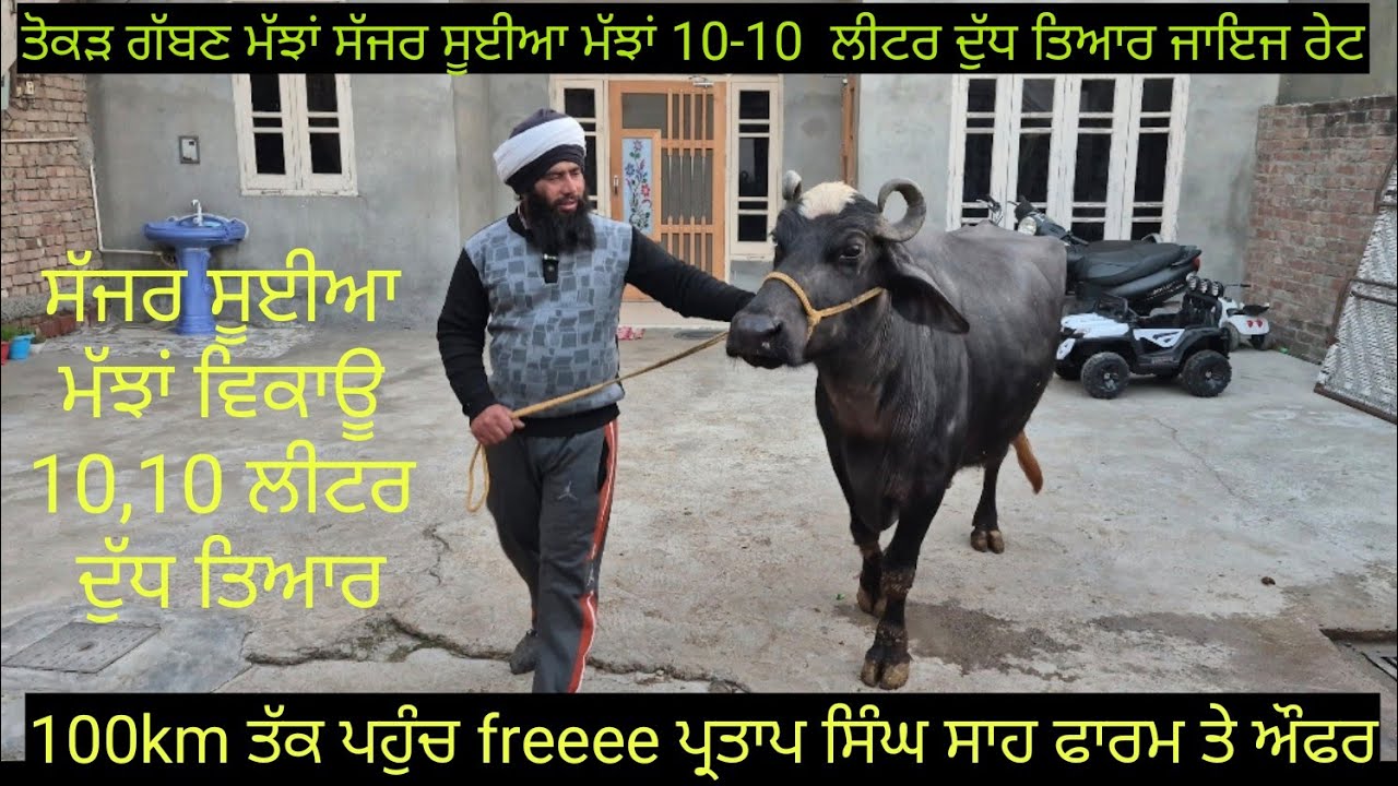 #ਤੋਕੜ ਗੱਬਣ ਮੱਝਾਂ #ਸੱਜਰ ਸੂਈਆ ਮੱਝਾਂ ਵਿਕਾਊ  7 buffalos for sale #best #qulity #bufflo #sale #viralvideo