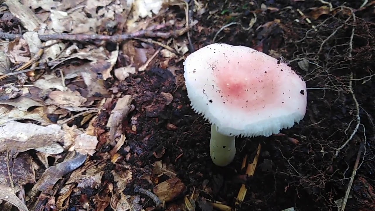 Russula emetica - bljuvara