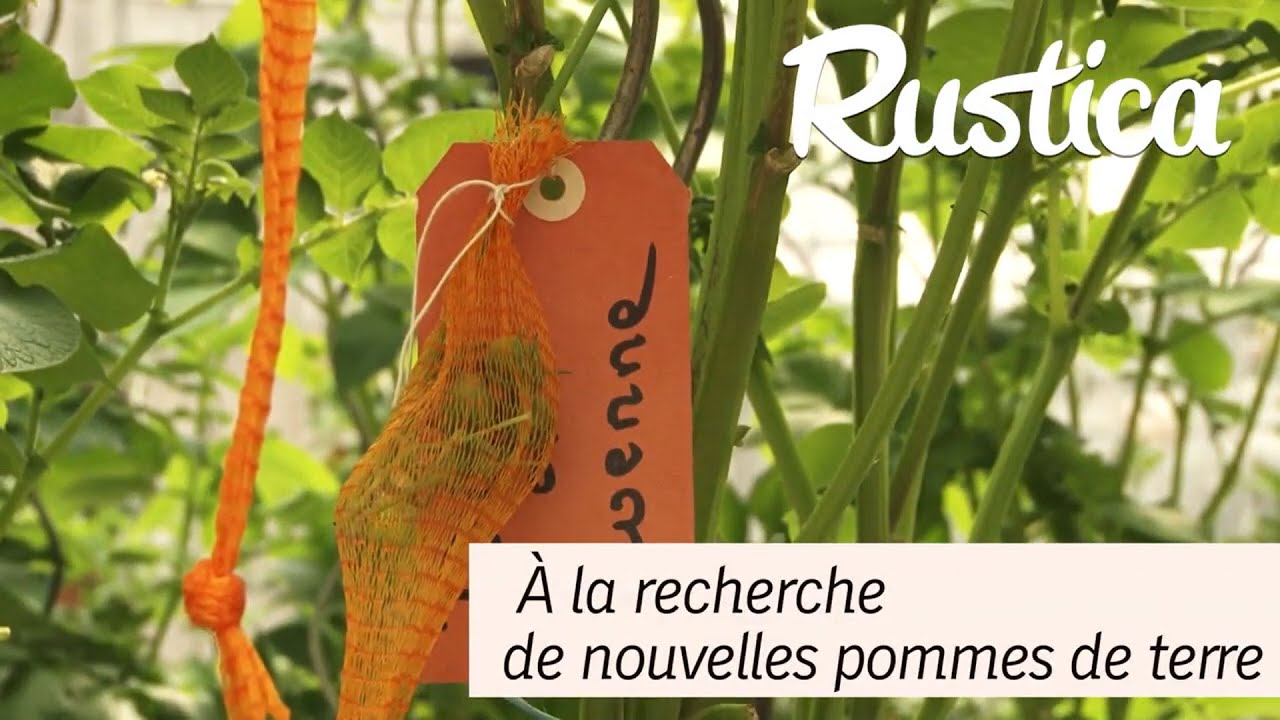 Créer de nouvelles pommes de terre
