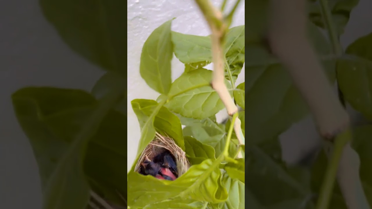 Bird ne bchche ko