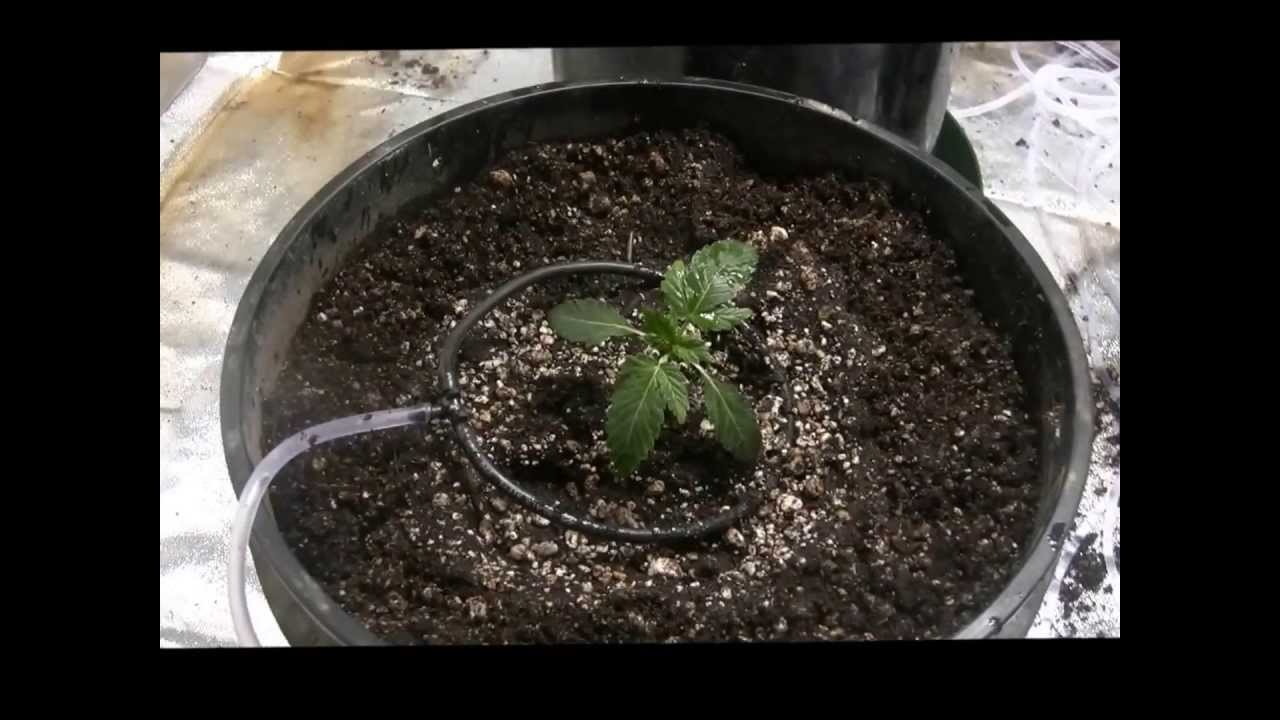420 - Legal Medical Marijuana Grow - New grow starting 6 White Russian Autos and 2 BCN Diesels