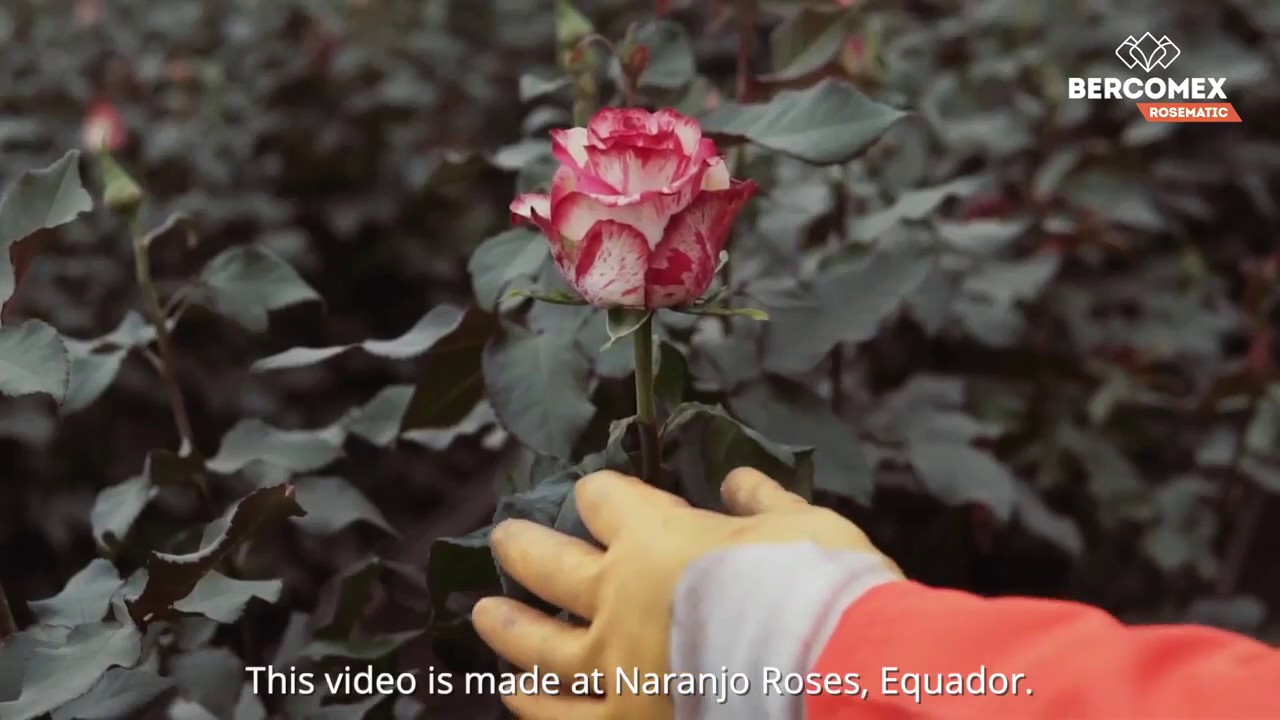 CleanLight UV-c - Bercomex Rosematic 2 0