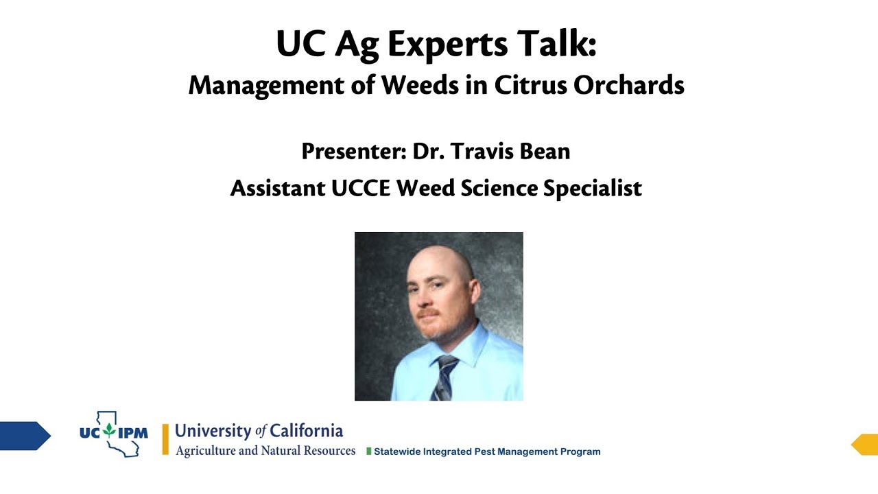 UC Ag Experts Talk: Management of Weeds in Citrus Orchards