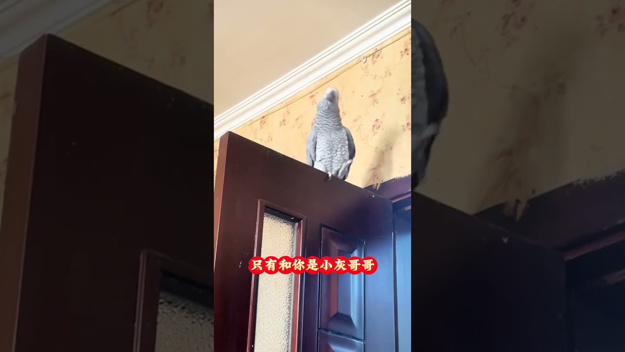 Parrot's Unlikely Love: Who's Mom Has No Money