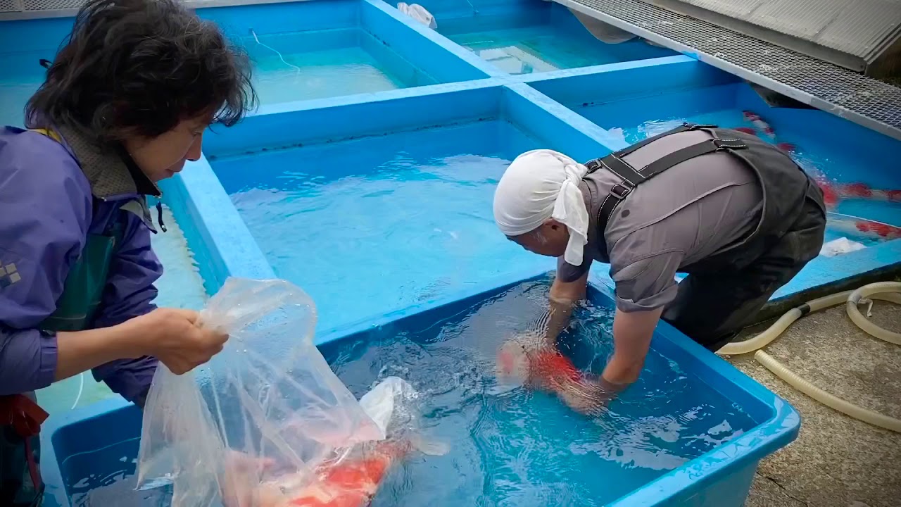 Sansai koi harvest in Japan