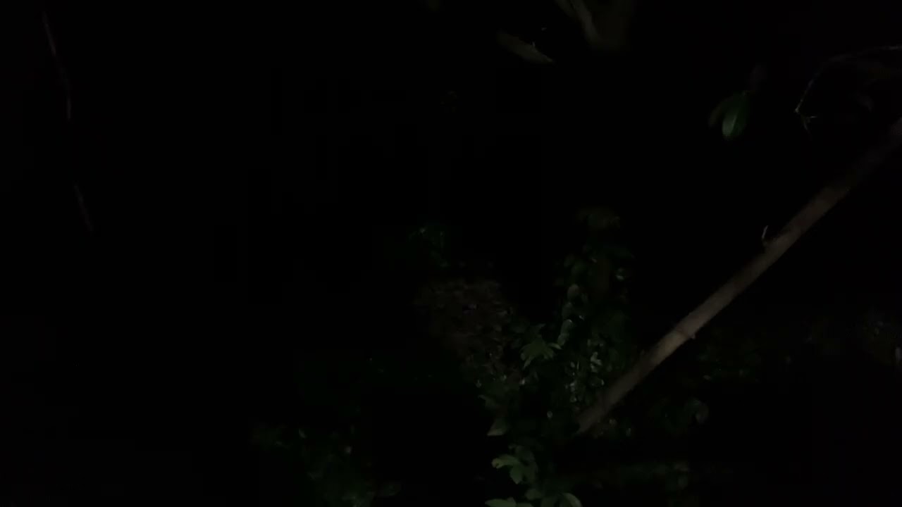 Night sound