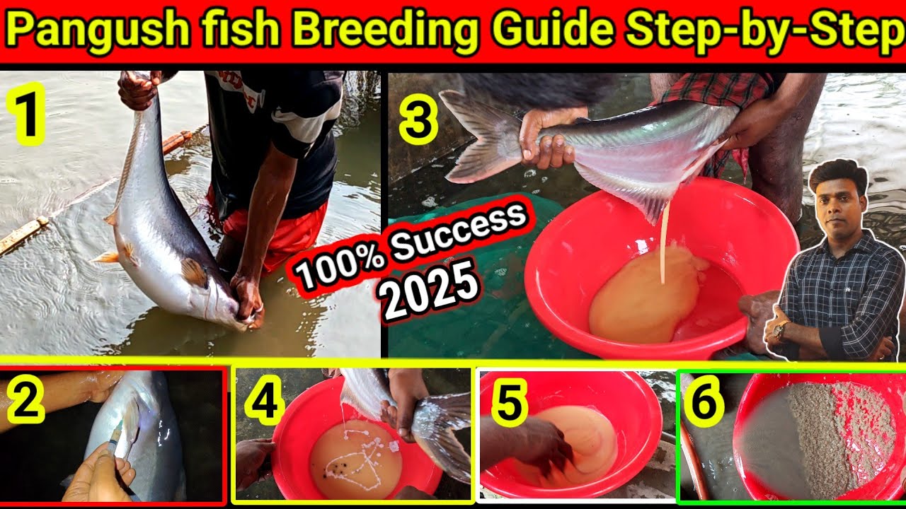 pangaasiyas fish breeding Guide 2025 step by step / how to breed pangush fish in hatchery #fishinfo