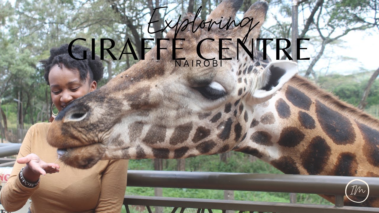 Visiting the Giraffe Centre, Nairobi Kenya | Things to do in Nairobi