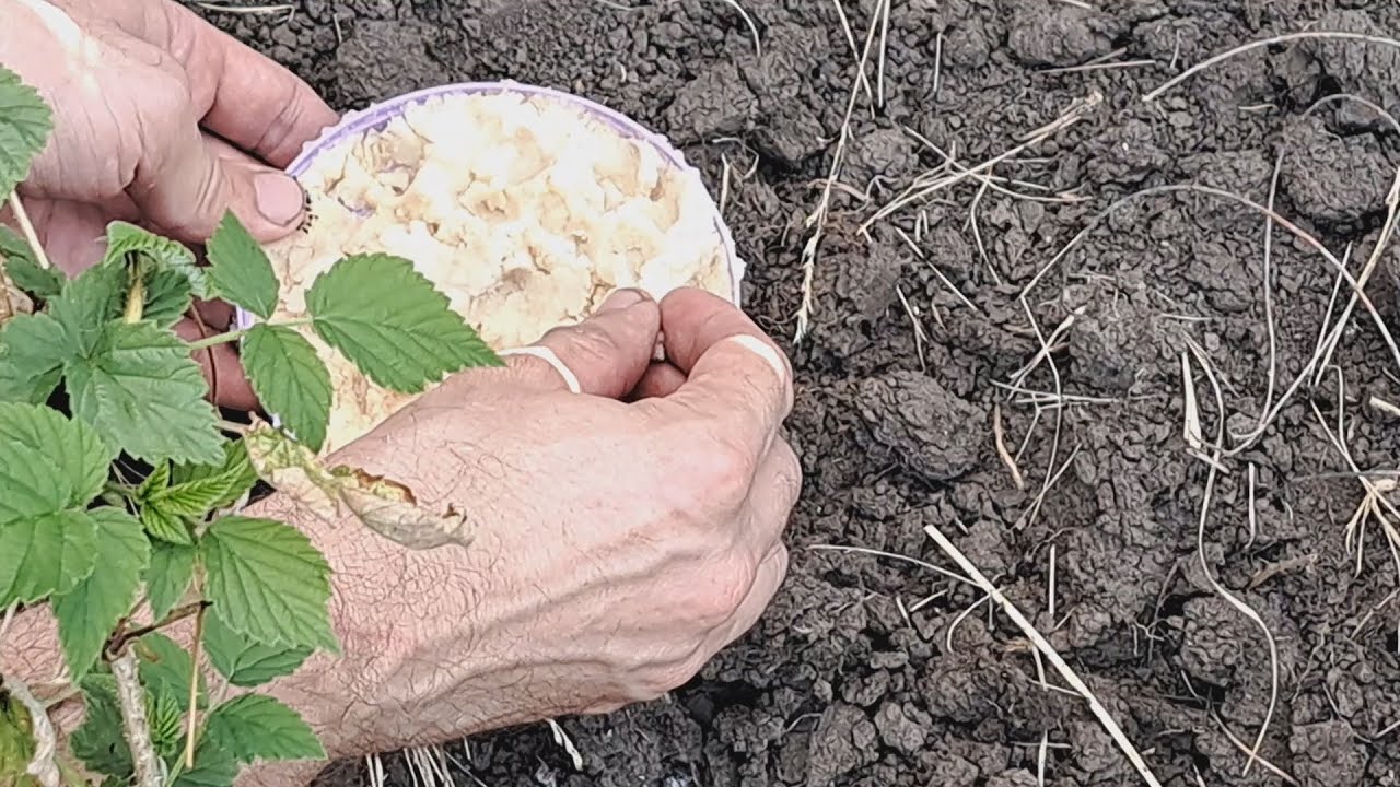 МУРАВЬИ КАК ОГНЯ БОЯТСЯ ЭТОГО СРЕДСТВА И БЕГУТ С УЧАСТКА / БЕЗОПАСНОЕ СРЕДСТВО ОТ МУРАВЬЕВ