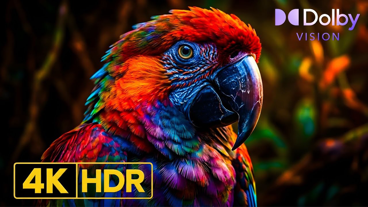 Amazon Rainforest Mysteries 8K | Rare Wildlife Documentary | Dolby Vision 8K/4K TV