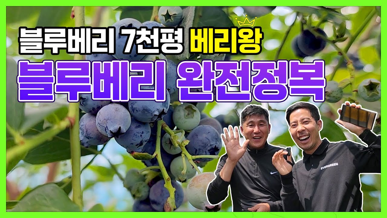 블루베리 7천평 베리왕의 생산부터 출하방법까지 소개! [판매방법, 인건비, 수익과 전망]