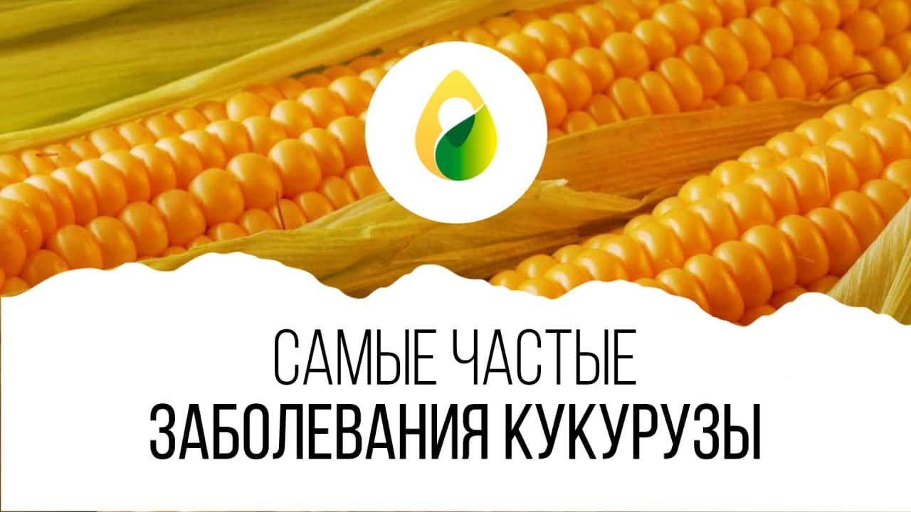 Самые частые ЗАБОЛЕВАНИЯ кукурузы