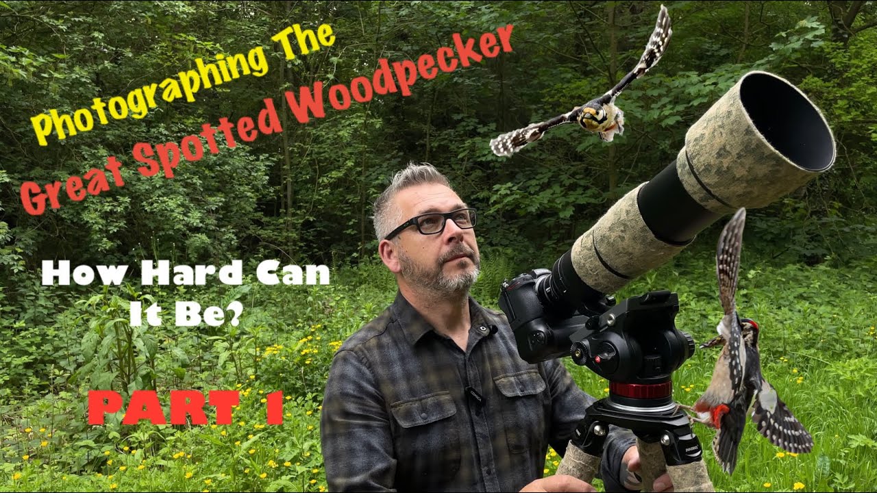 Bird Photography - How to photograph Great Spotted Woodpeckers - Nikon Z6ii - Part 1