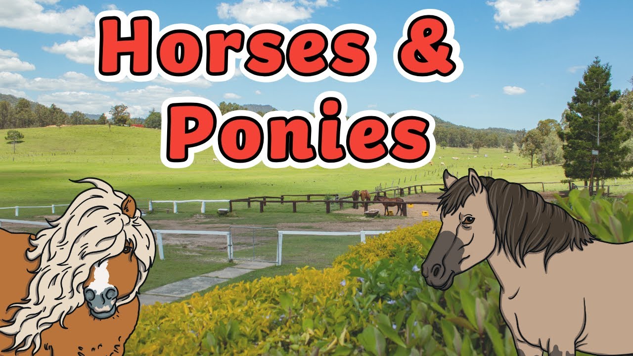 Horses and Ponies for Kids! | What’s the Difference Between a Horse and Pony?