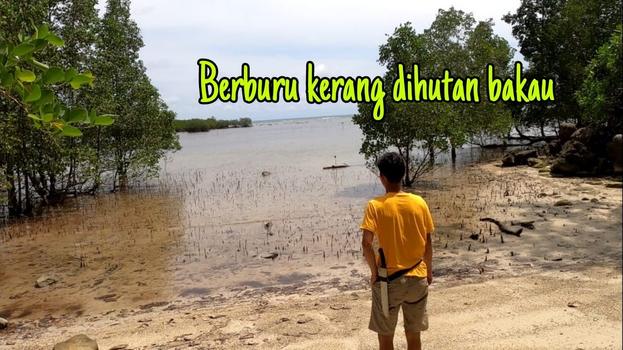 BERBURU KERANG BAKAU‼️ mangrove Belitung