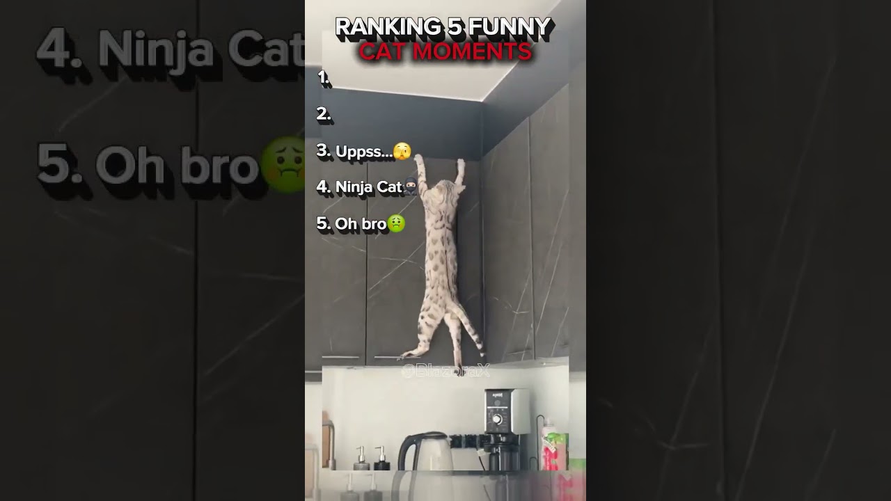 Ranking the funniest cat videos  #ranking #funny #memes #comedy #fails