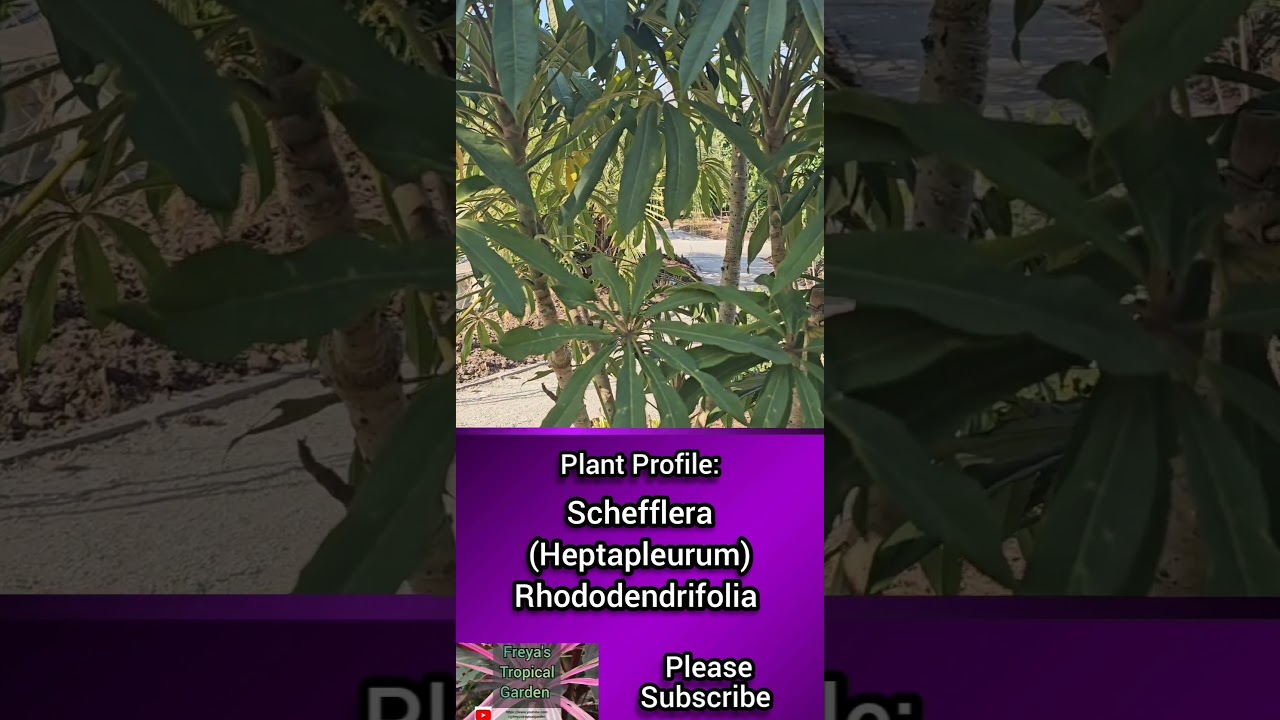 Plant Profile: Schefflera (Heptapleurum) Rhododendrifolia