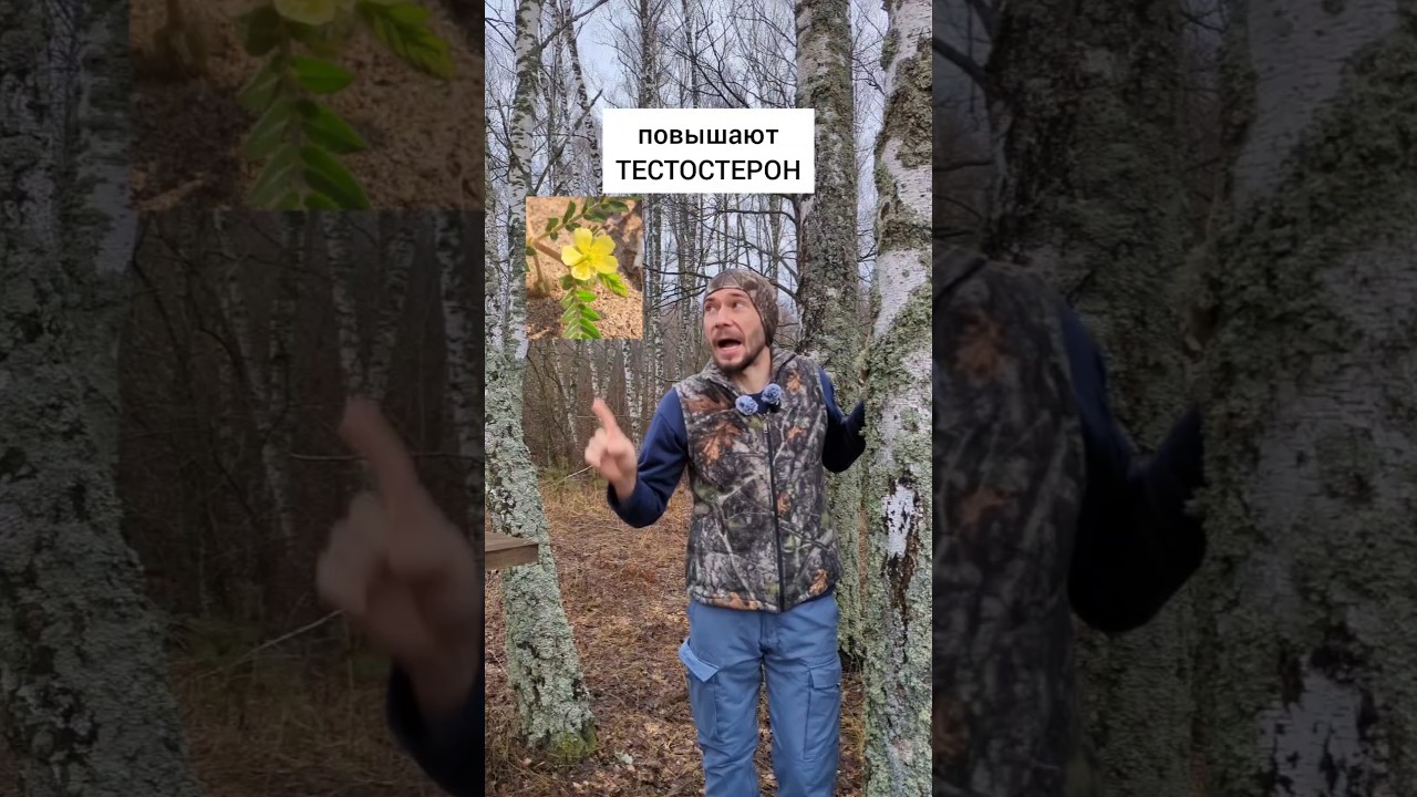 Tribulus - increases testosterone #herbs #herbsforhealth #health #healthwithoutdrugs