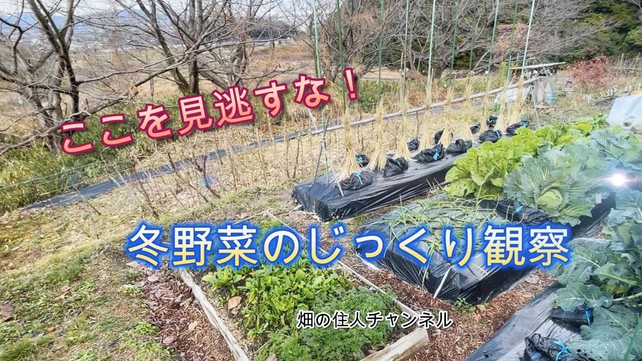 「それを見逃すな！」冬野菜のじっくり観察