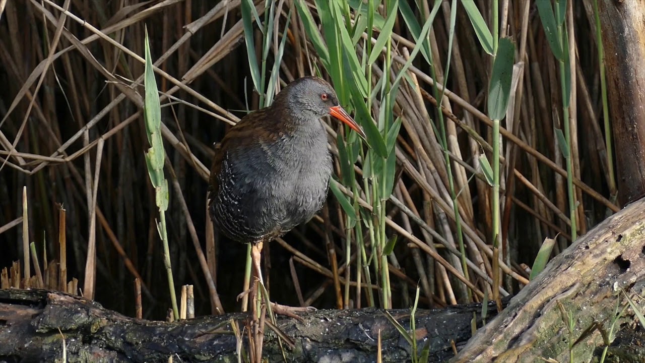 Parco del Delte del Po: Porciglione e Martin pescatore.