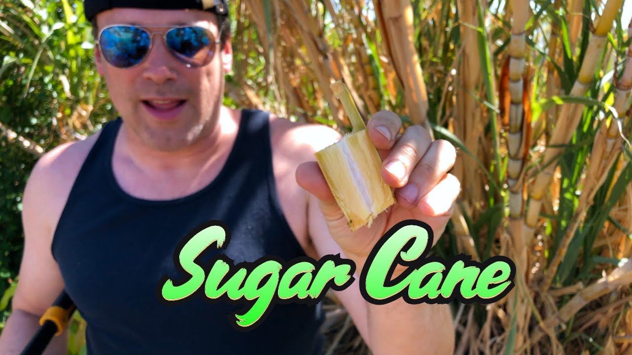 Sugar Cane in Phoenix, Arizona!