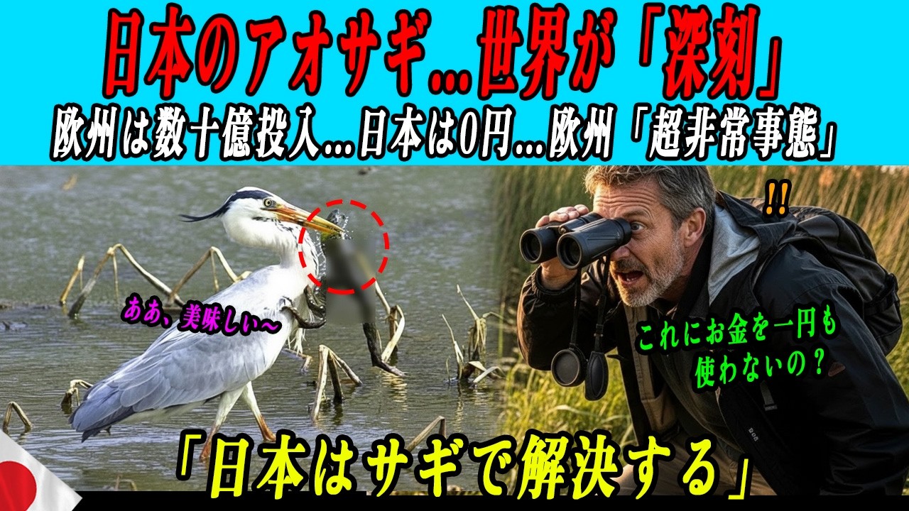 【海外の感動話】巨大ウシガエルを仕留めるアオサギに世界が騒然！その理由とは…世界が驚いた理由
