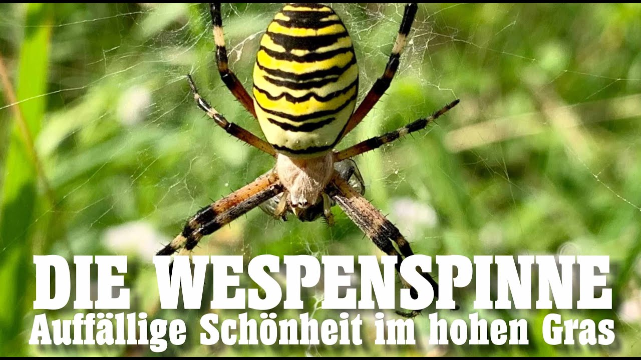 Die Wespenspinne - Auff&auml;llige Sch&ouml;nheit im hohen Gras